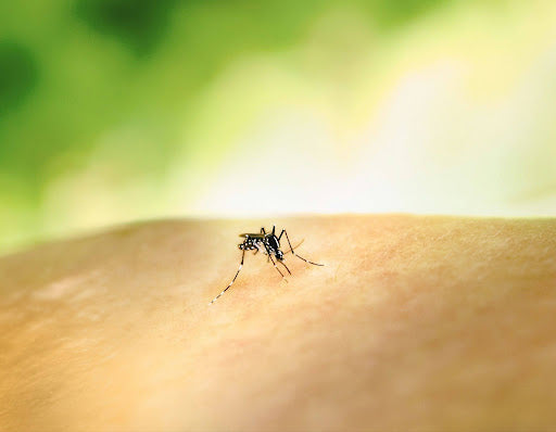 Mosquito on top of human skin 