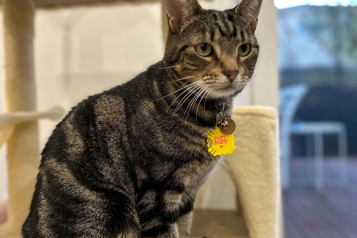 2 Cat Zen + 1 Pet Locket