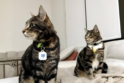 Cat Allergy Relief Vapor Stickers