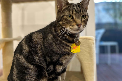 Cat Zen Stickers – Cat Stress Relief