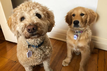 Dog Allergy Relief Vapor Stickers