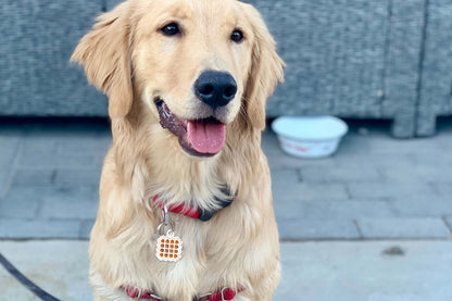 Dog Training Aid Stickers