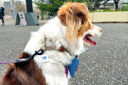 Pet Flea Repellent Stickers
