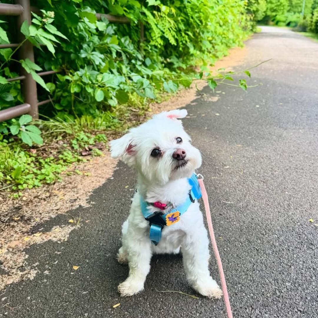 The Dog’s Outdoor Adventure Shield