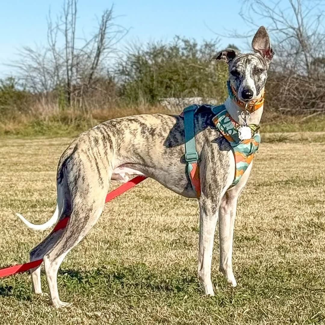 The Dog’s Outdoor Adventure Shield