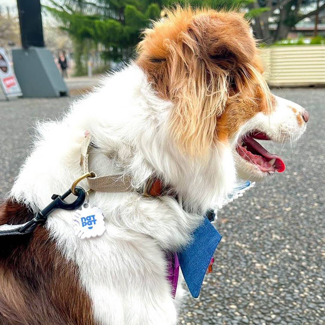 The Happy Hound Harmony Pack